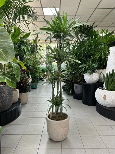 Dracaena deremensis Warneckei, dracena