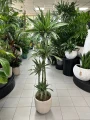 Dracaena deremensis Warneckei, dracena
