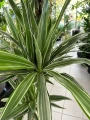 Dracaena deremensis Warneckei, dracena