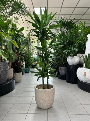 Dracaena Janet Lind, dracena