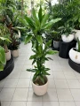 Dracaena Janet Lind, dracena