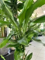 Dracaena Janet Lind, dracena