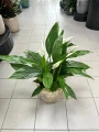 Spathiphyllum Silver Cupido, skrzydłokwiat