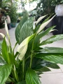 Spathiphyllum Silver Cupido, skrzydłokwiat
