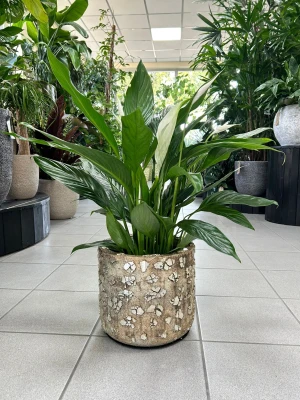 Spathiphyllum Silver Cupido, skrzydłokwiat