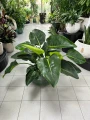 Philodendron Green Beauty, filodendron