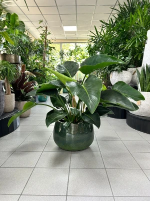 Philodendron Green Beauty, filodendron