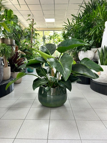 Philodendron Green Beauty, filodendron