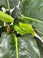 Philodendron Green Beauty, filodendron