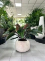 Philodendron Red Beauty, filodendron