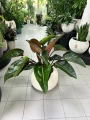 Philodendron Red Beauty, filodendron