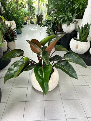 Philodendron Red Beauty, filodendron