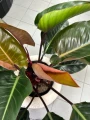 Philodendron Red Beauty, filodendron