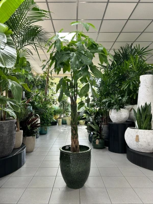 Pachira aquatica warkocz
