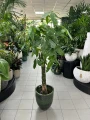 Pachira aquatica warkocz