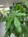 Pachira aquatica warkocz