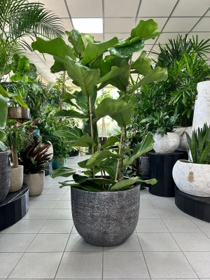 Ficus Lyrata, fikus dębolistny