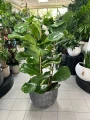 Ficus Lyrata, fikus dębolistny