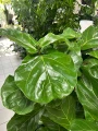 Ficus Lyrata, fikus dębolistny