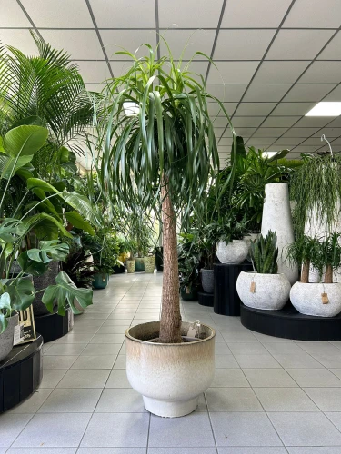 Beaucarnea recurvata, nolina