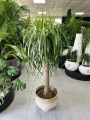 Beaucarnea recurvata, nolina