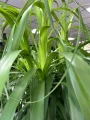 Beaucarnea recurvata, nolina
