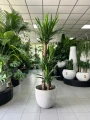 Yucca elephantipes, juka