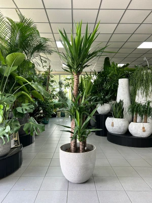 Yucca elephantipes, juka