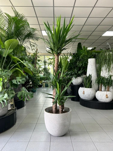 Yucca elephantipes, juka