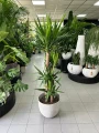 Yucca elephantipes, juka