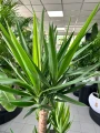 Yucca elephantipes, juka