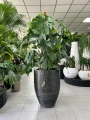 Monstera deliciosa, monstera dziurawa XL