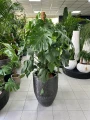 Monstera deliciosa, monstera dziurawa XL