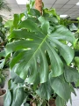 Monstera deliciosa, monstera dziurawa XL