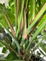 Monstera deliciosa, monstera dziurawa XL