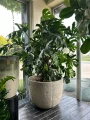 Monstera deliciosa, monstera dziurawa XXL