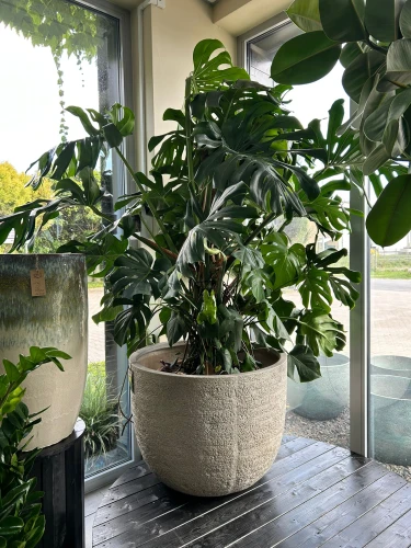 Monstera deliciosa, monstera dziurawa XXL