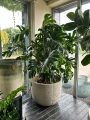 Monstera deliciosa, monstera dziurawa XXL