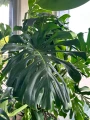 Monstera deliciosa, monstera dziurawa XXL