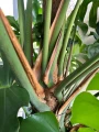 Monstera deliciosa, monstera dziurawa XXL