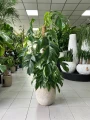 Epipremnum Albo variegata