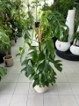 Epipremnum Albo variegata