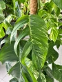 Epipremnum Albo variegata