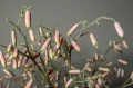 Gałązka kalanchoe PTMD