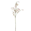 Gałązka kalanchoe PTMD