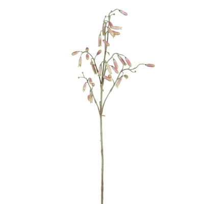 Gałązka kalanchoe PTMD