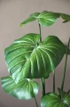 Philodendron PTMD
