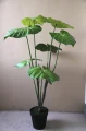 Philodendron PTMD