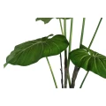 Philodendron PTMD