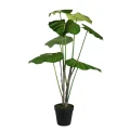 Philodendron PTMD